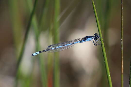 Image of Sandhill Bluet