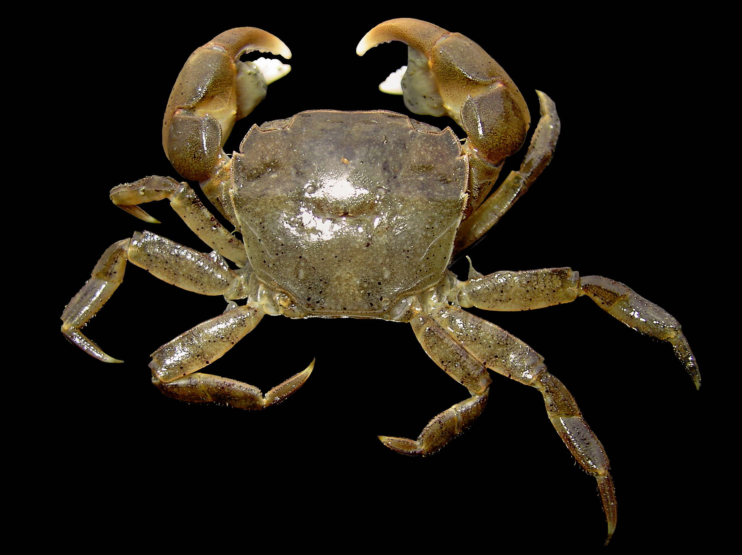 Image of Hemigrapsus