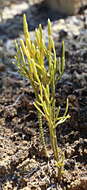 Image of Pseudolycopodium