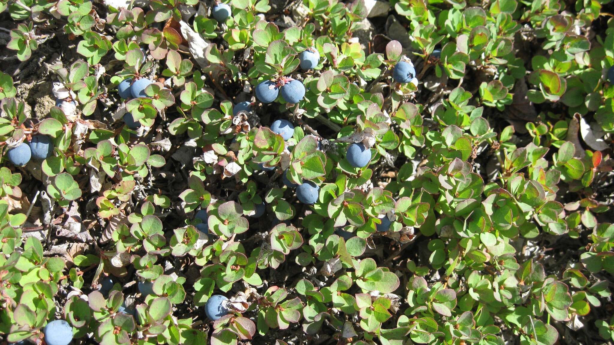 Image of Vaccinium uliginosum subsp. vulcanorum (Kom.) Alsos & Elven