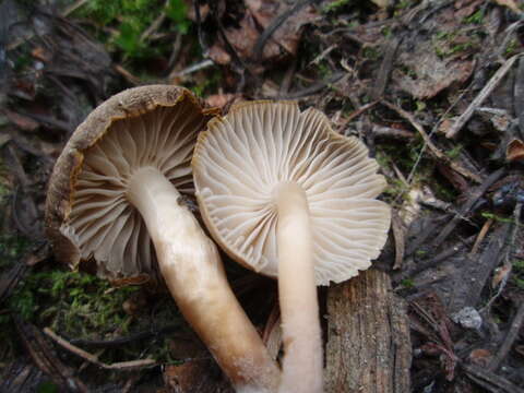 Image de Mycena overholtsii A. H. Sm. & Solheim 1953