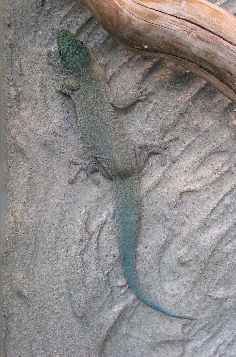 Image of Standing's Day Gecko