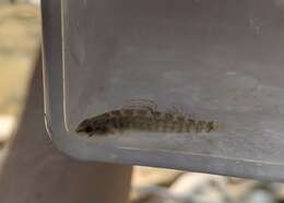 Image of Mud Darter