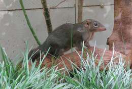 Image of Northern Tree Shrew