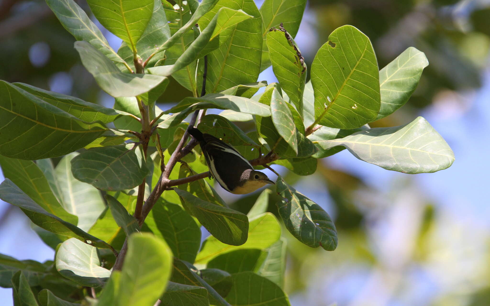 Image of Yellow-bellied Hyliota