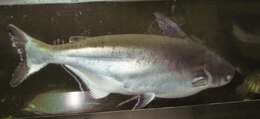 Image of Giant Pangasius