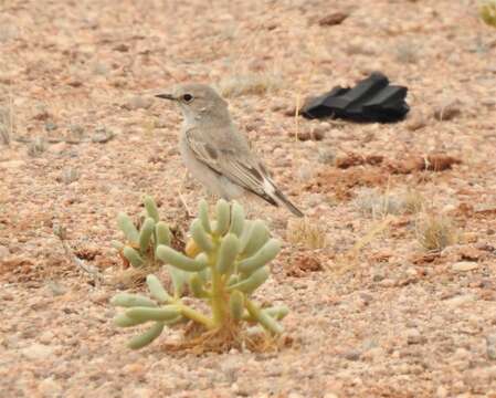 Image of Emarginata tractrac barlowi (Roberts 1937)