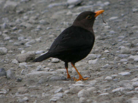 Image of Island Thrush