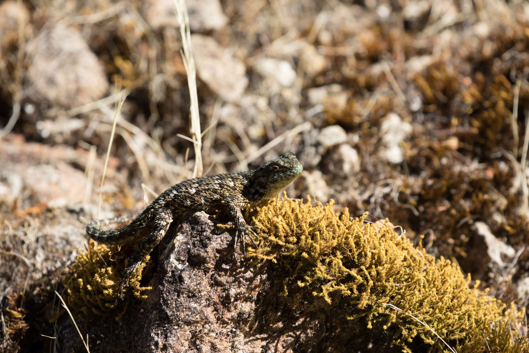 Слика од Sceloporus malachiticus Cope 1864