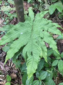 Image of Incised Halberd Fern