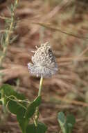 Image of Allium guttatum subsp. guttatum