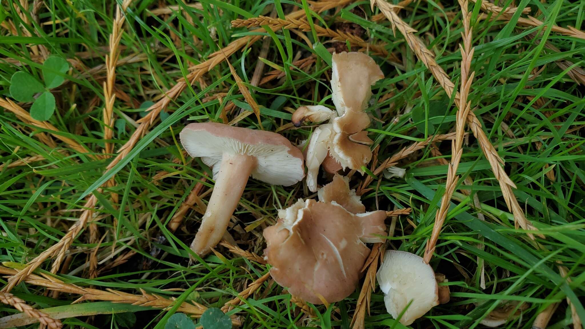 Слика од Calocybe carnea (Bull.) Donk