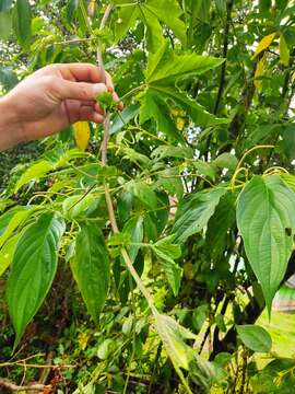 Image of Passiflora adenopoda