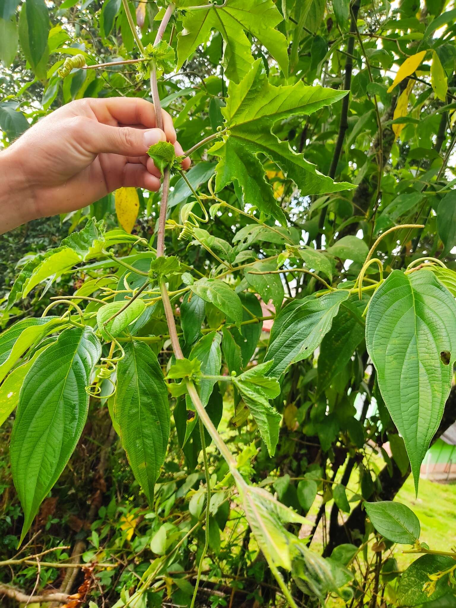 Passiflora adenopoda resmi