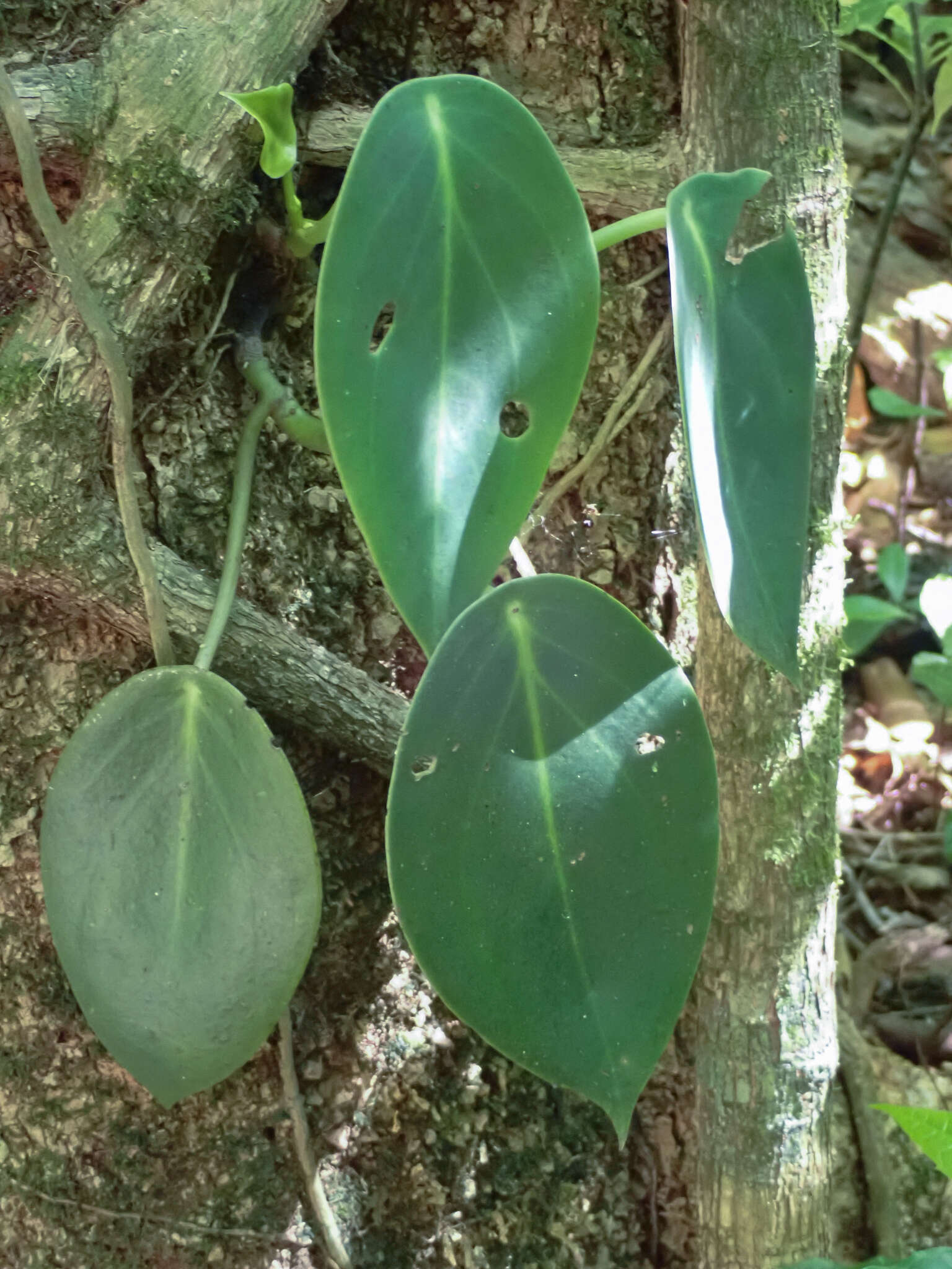 Image of spotted peperomia