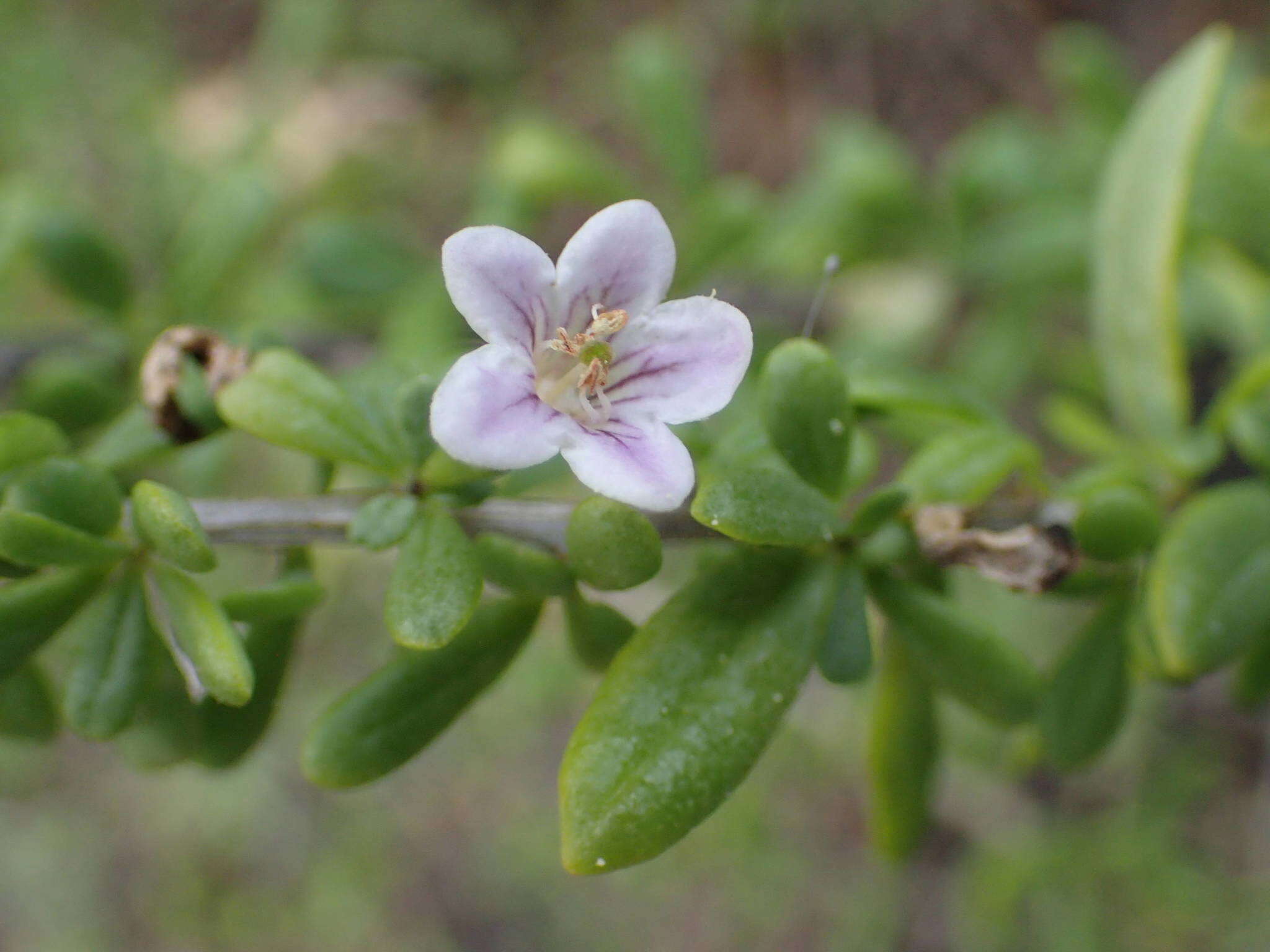 Image of Lycium elliotii Dammer