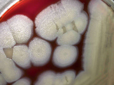 Image of Bacillus thuringiensis