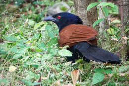 Image of Centropus sinensis intermedius (Hume 1873)