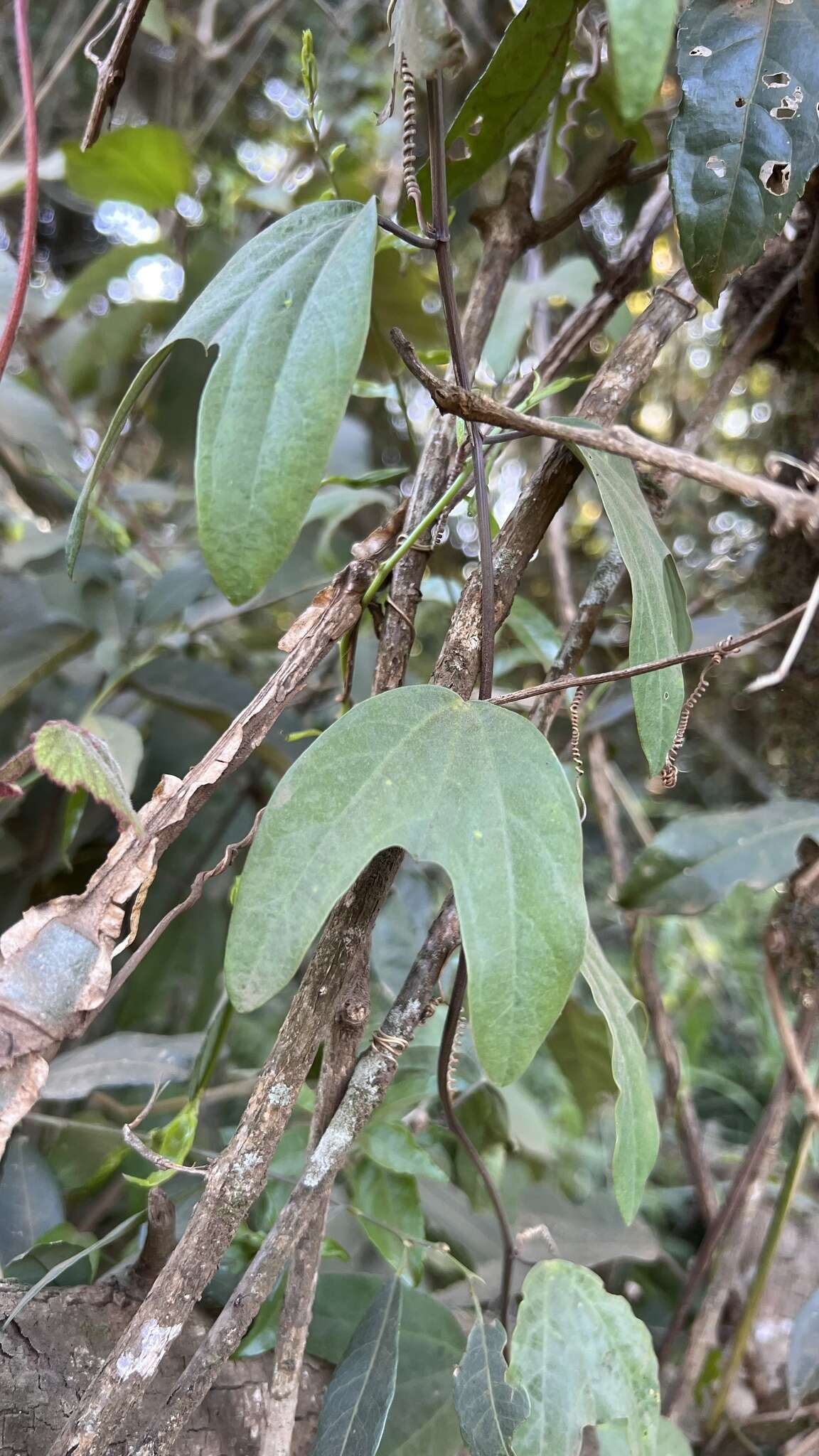 Image de Passiflora urnifolia Rusby