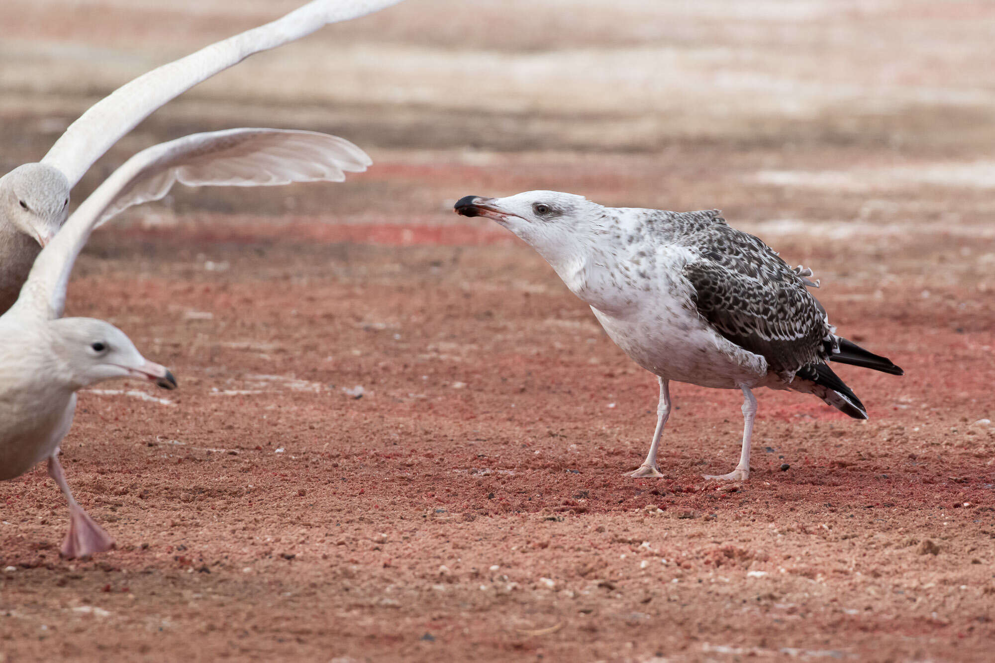 Image of Great Black-backed Gull