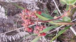 Image of Kalanchoe pubescens Baker