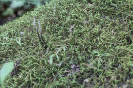 Image of Ophiocordyceps stylophora (Berk. & Broome) G. H. Sung, J. M. Sung, Hywel-Jones & Spatafora 2007