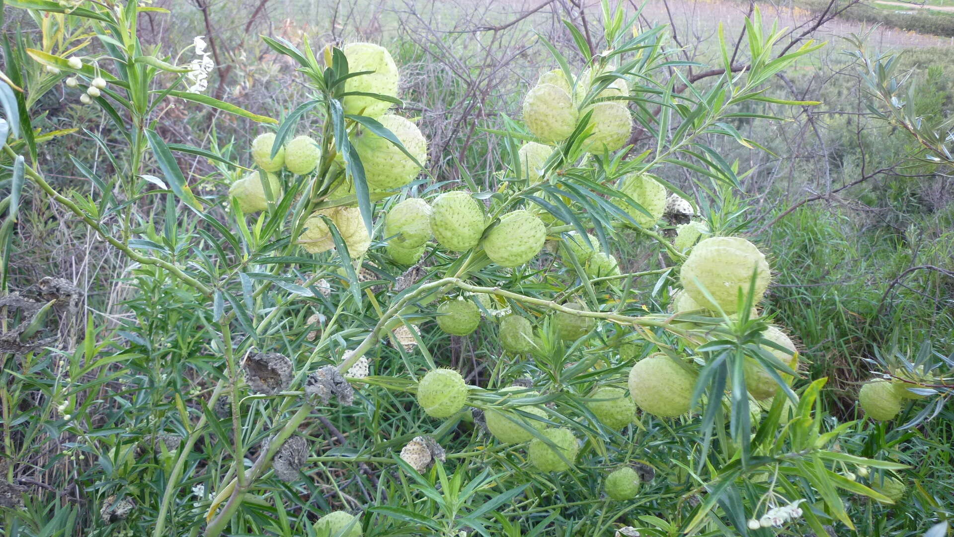 Plancia ëd Gomphocarpus physocarpus E. Meyer