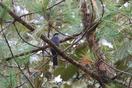 Image of Dwarf Jay