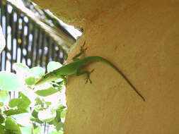 Image of Cuban green anole