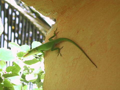 Image of Cuban green anole