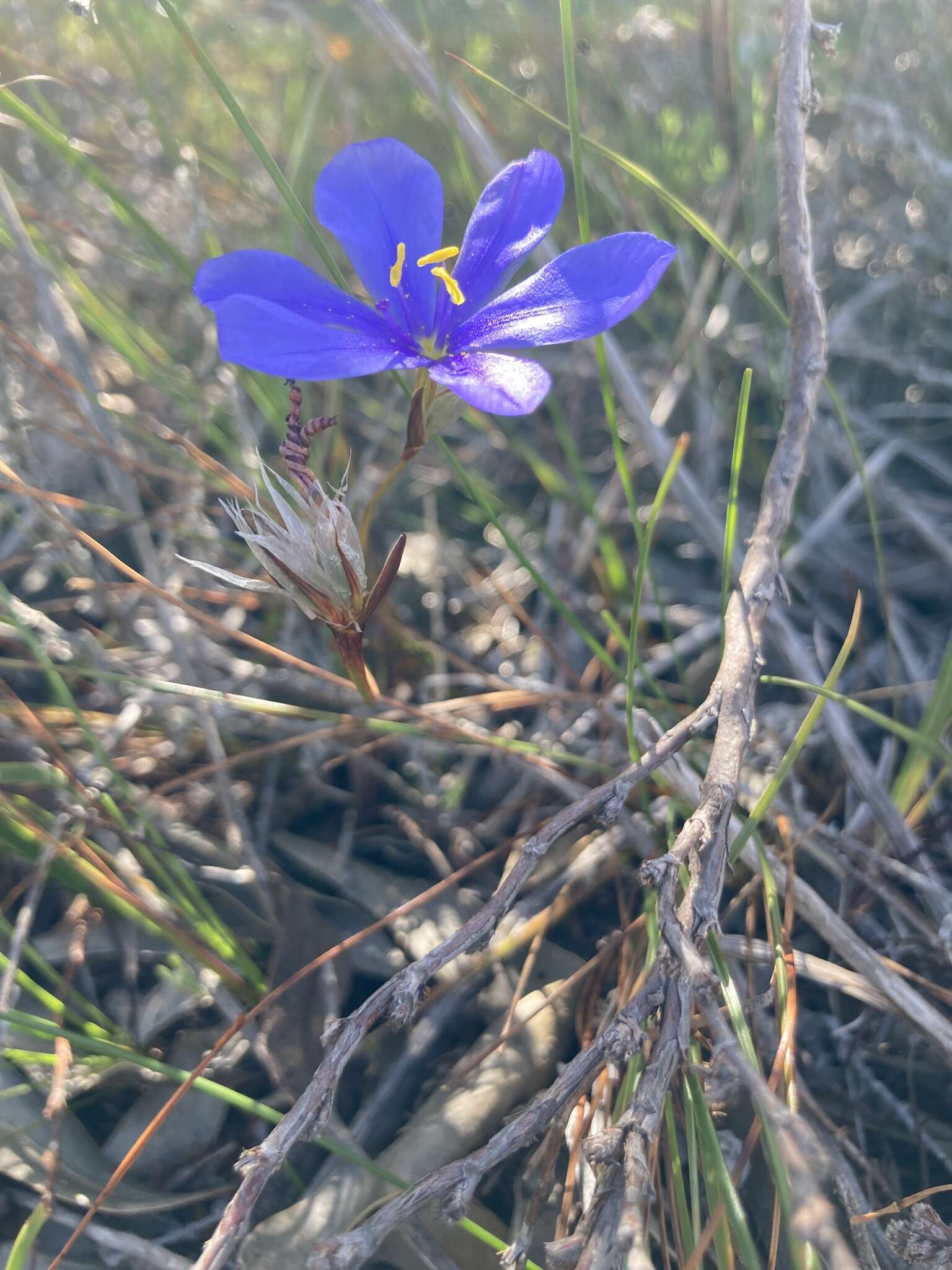 Aristea glauca Klatt resmi