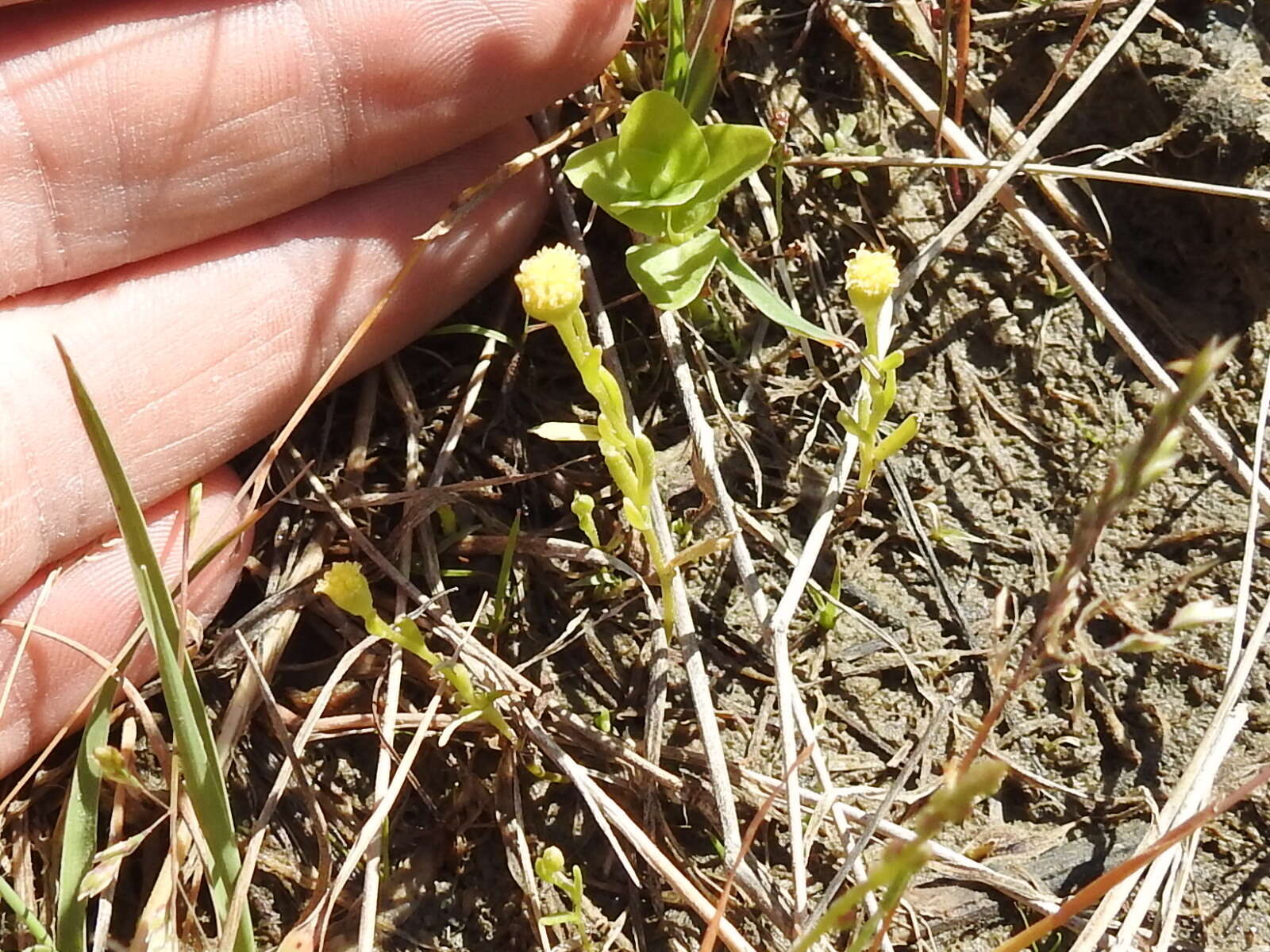 Image of pygmy prairiedawn