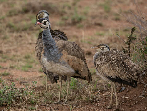 Imagem de Eupodotis senegalensis (Vieillot 1821)