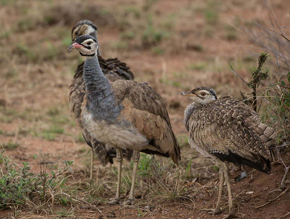 Imagem de Eupodotis senegalensis (Vieillot 1821)