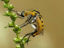 Image of Toxophora fasciculata (Villers 1789)