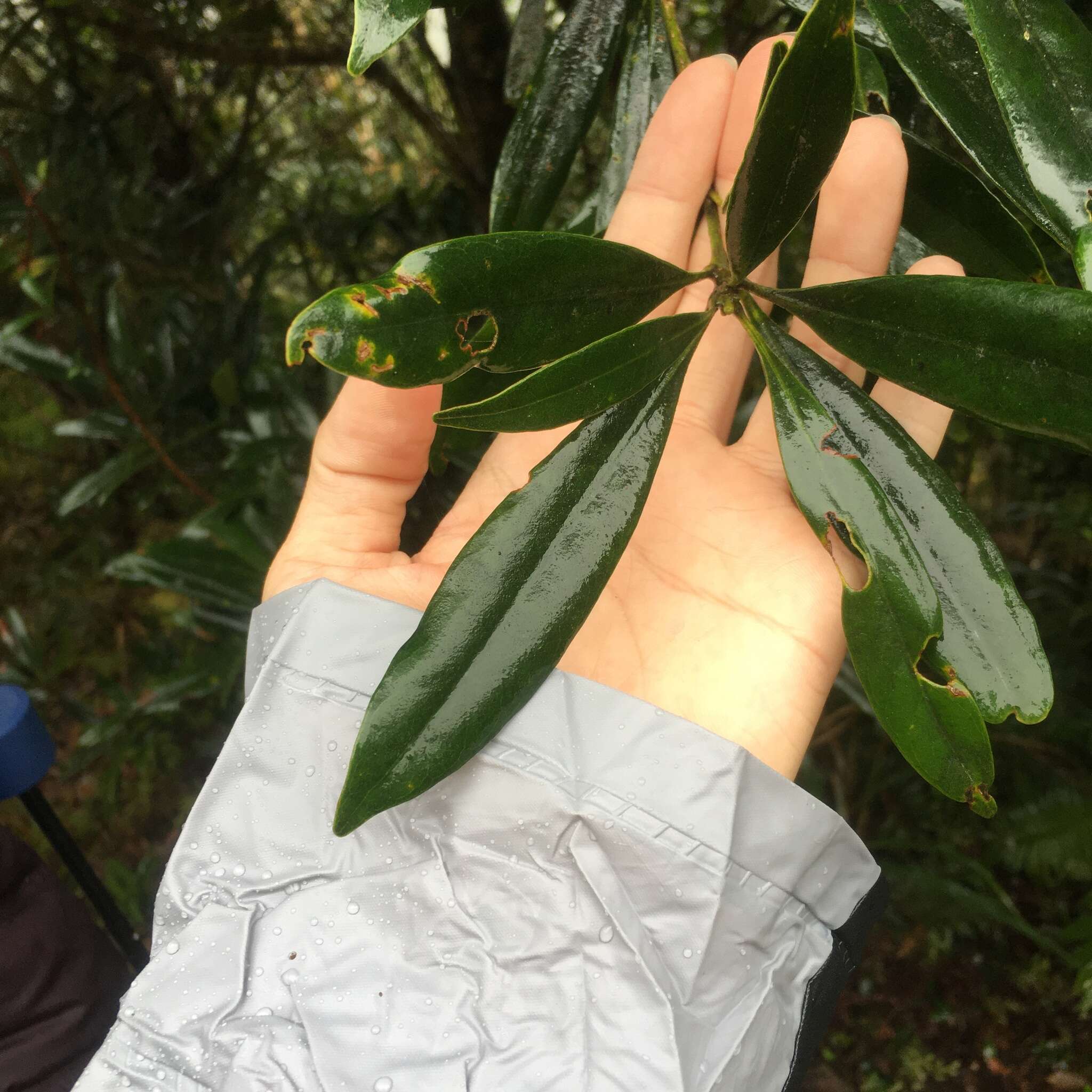 Imagem de Lithocarpus dodonaeifolius (Hayata) Hayata