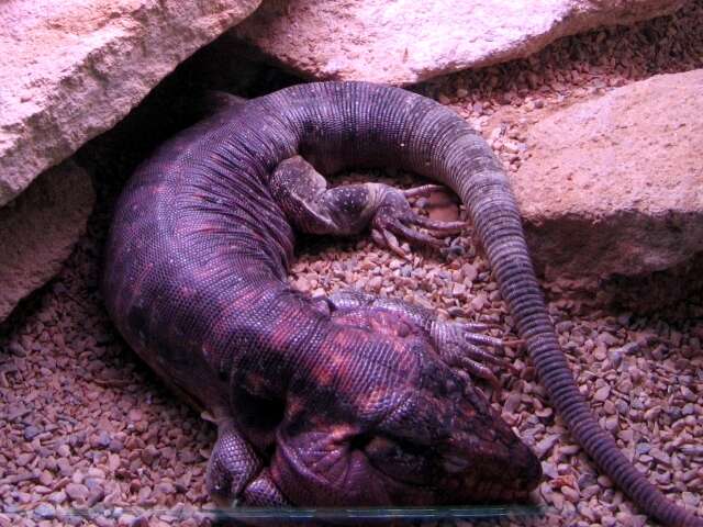 Image of Red Tegu