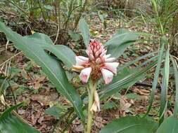 Imagem de Alpinia shimadae Hayata