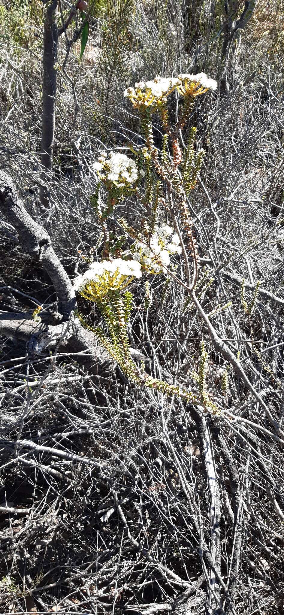 Image of Berzelia cordifolia Schltdl.