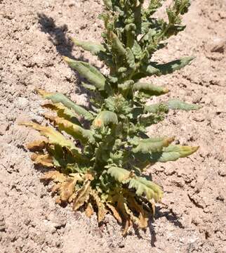 Image of Palmer's phacelia