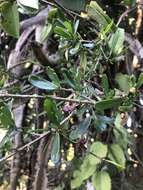 Image of Green-leaved wormbush