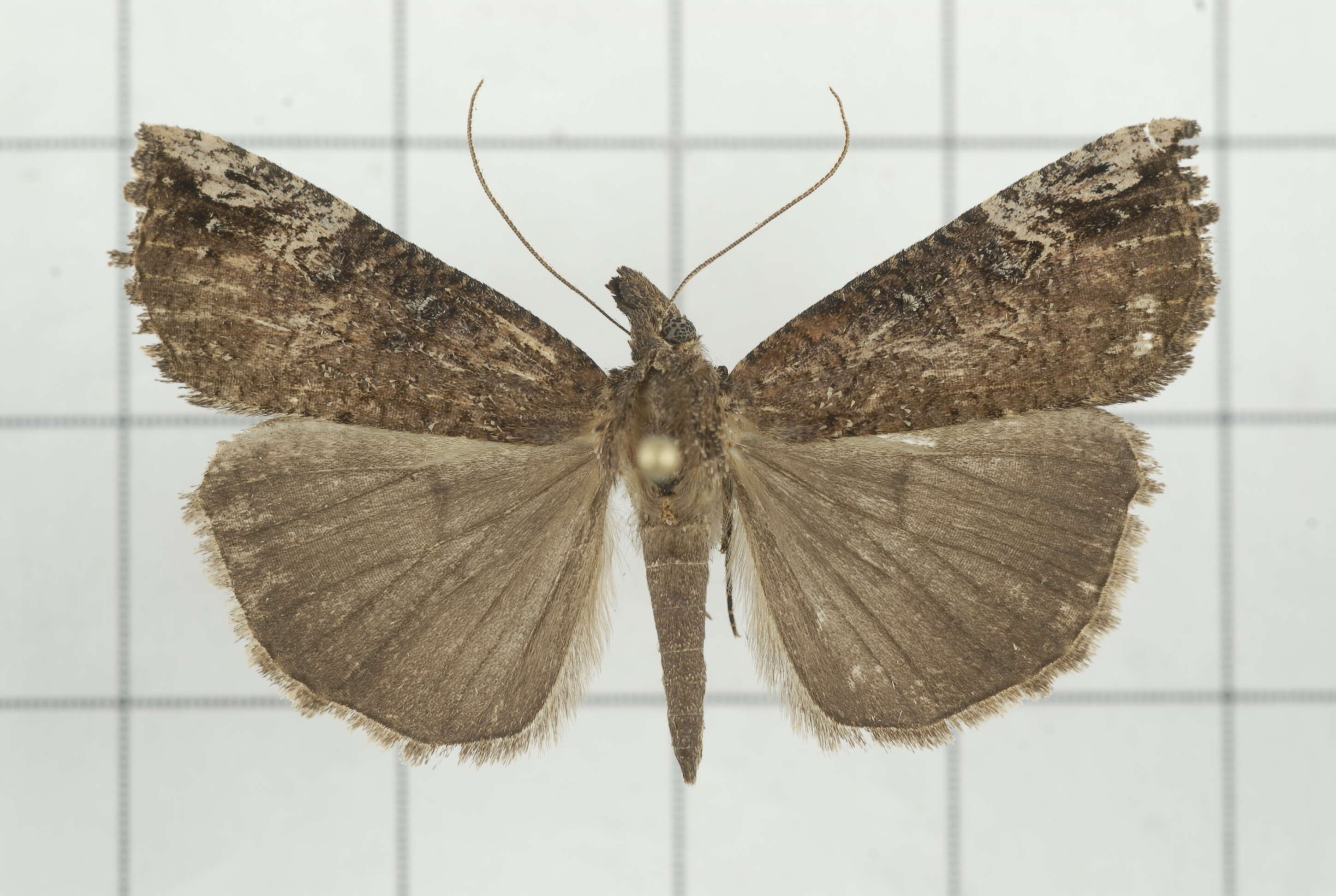 Image of Hypena tristalis