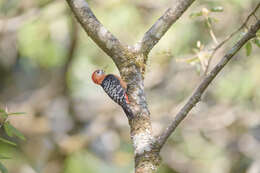 Image of Rufous-bellied Woodpecker