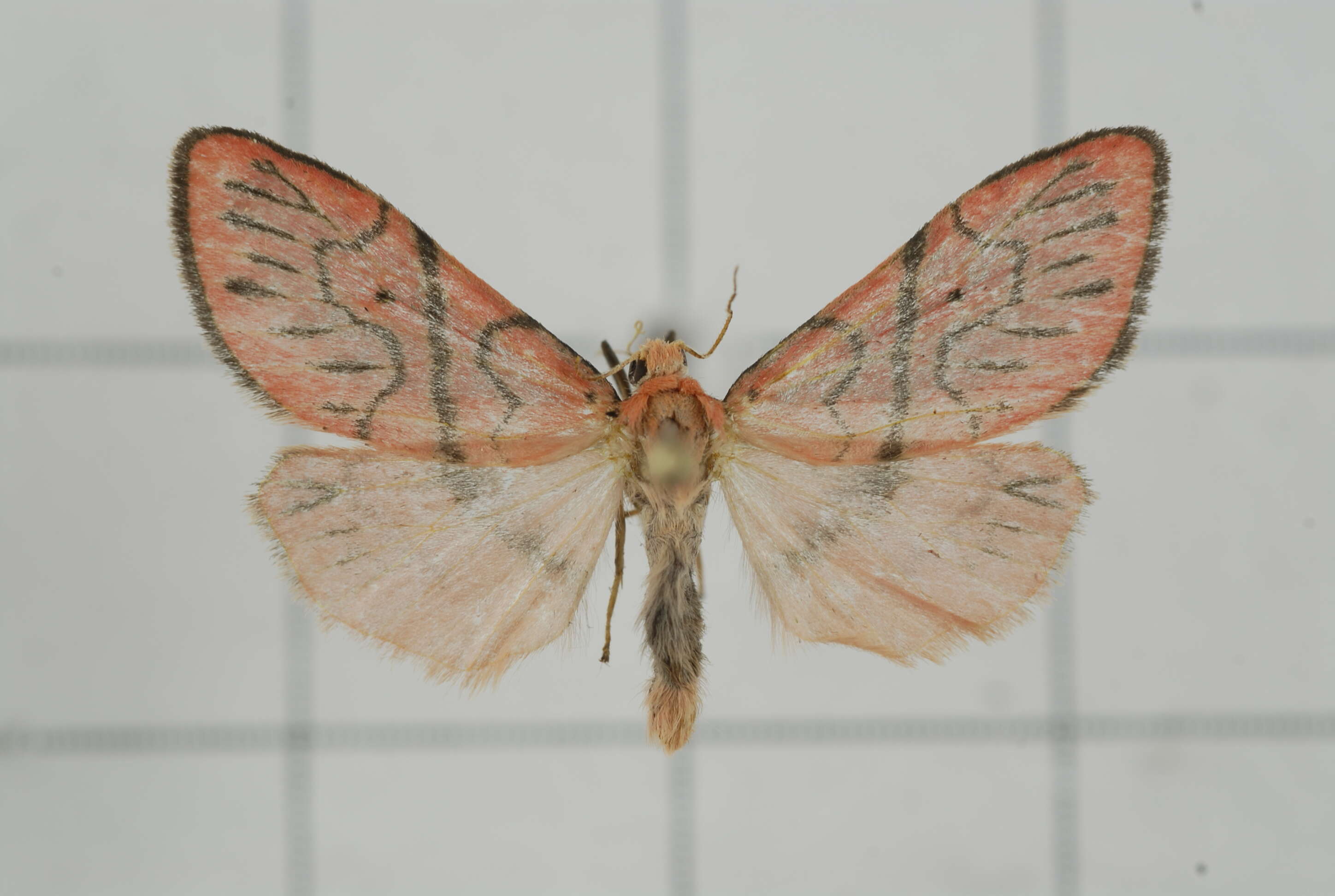 Image of Asuridia rubripennis Inoue 1988