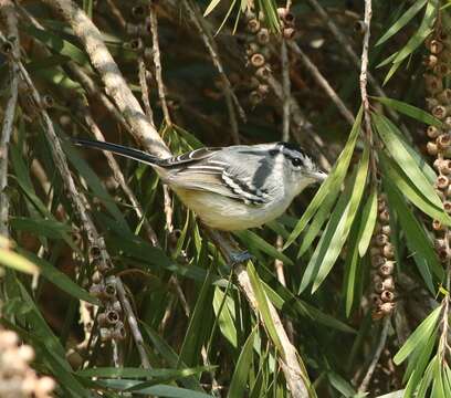 Image of Black-capped Antwren