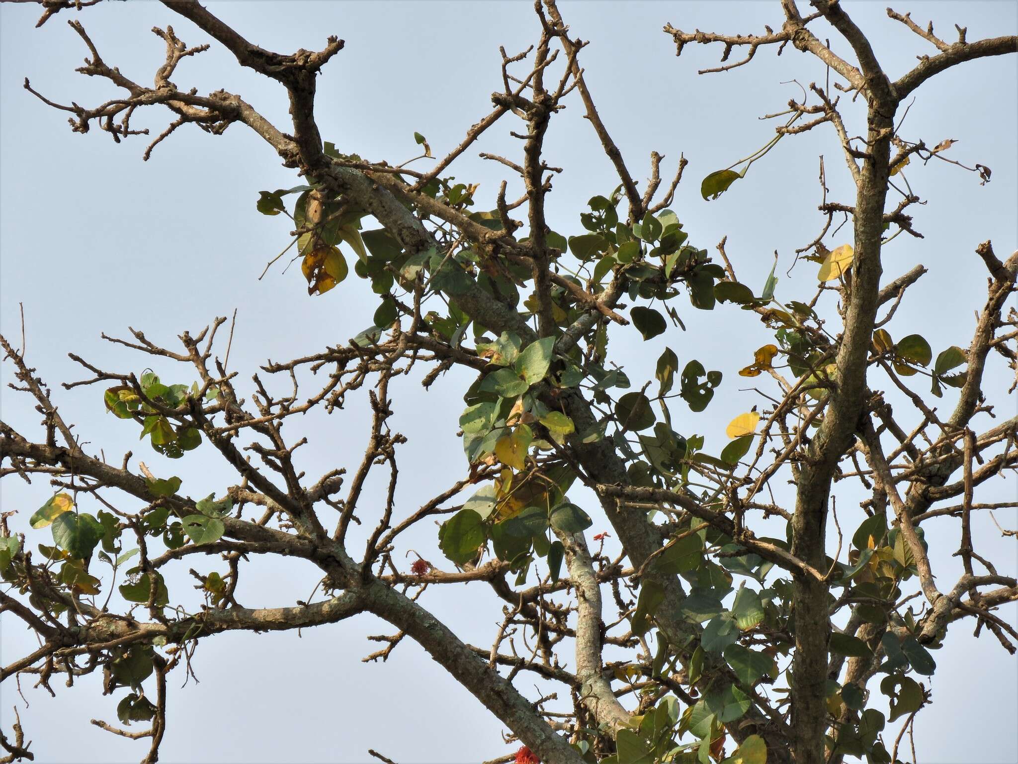 Imagem de Erythrina abyssinica DC.