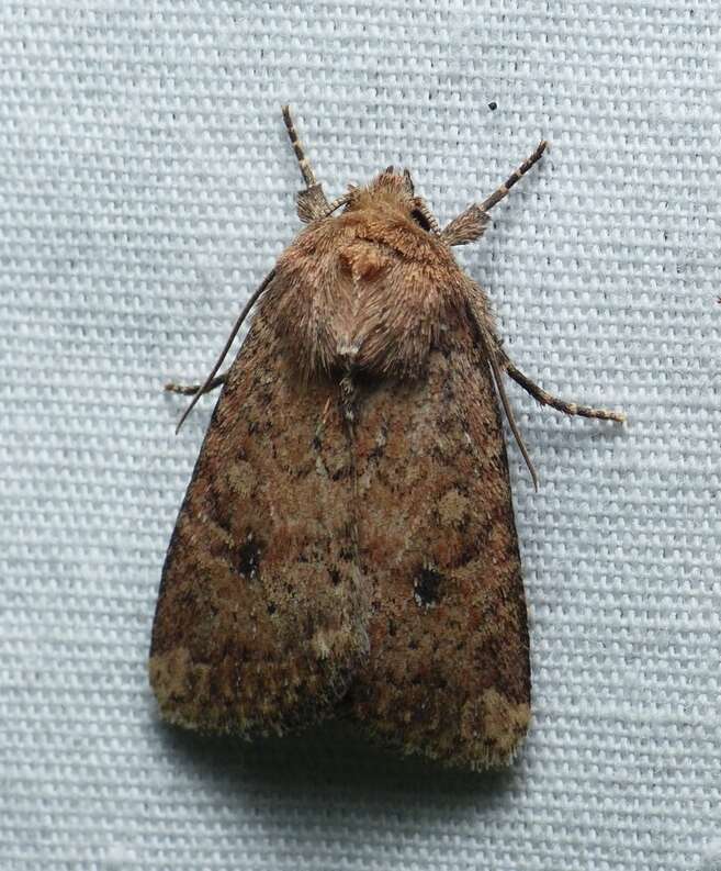 Image of Northern Scurfy Quaker Moth