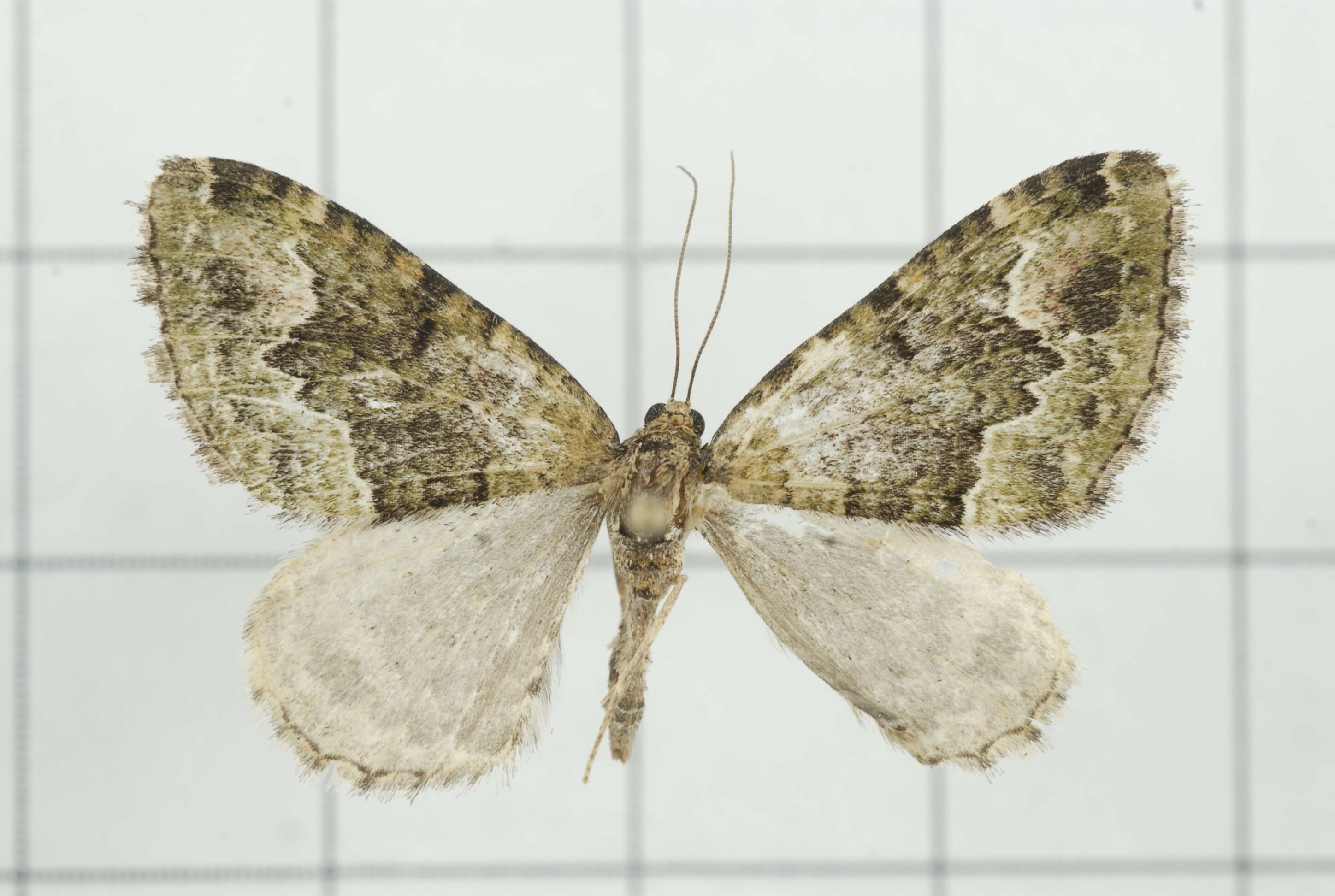 Image of Apithecia viridata Moore 1868