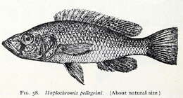 Image de Haplochromis