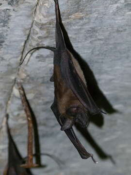 Image of Greater Mouse-tailed Bat